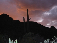 Sunset in the desert